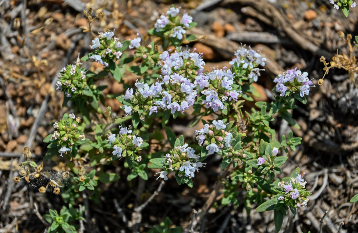 Изображение особи род Thymus.