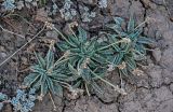 Plantago arachnoidea. Цветущие растения в сообществе с Potentilla. Киргизия, Ошская обл., Памир, Заалайский хр., долина р. Ачик-Таш, ≈ 3600 м н.у.м., глинистый сухой склон. 02.07.2022.