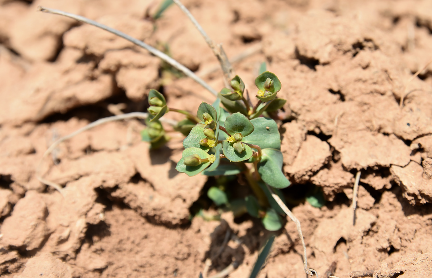 Image of Euphorbia praecox specimen.