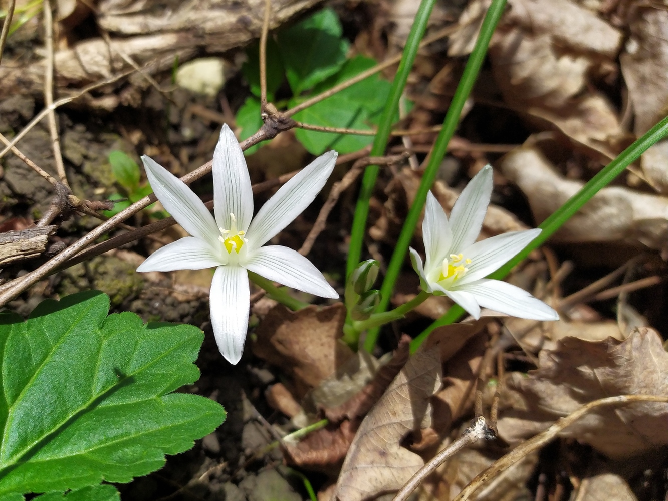 Image of Ornithogalum woronowii specimen.