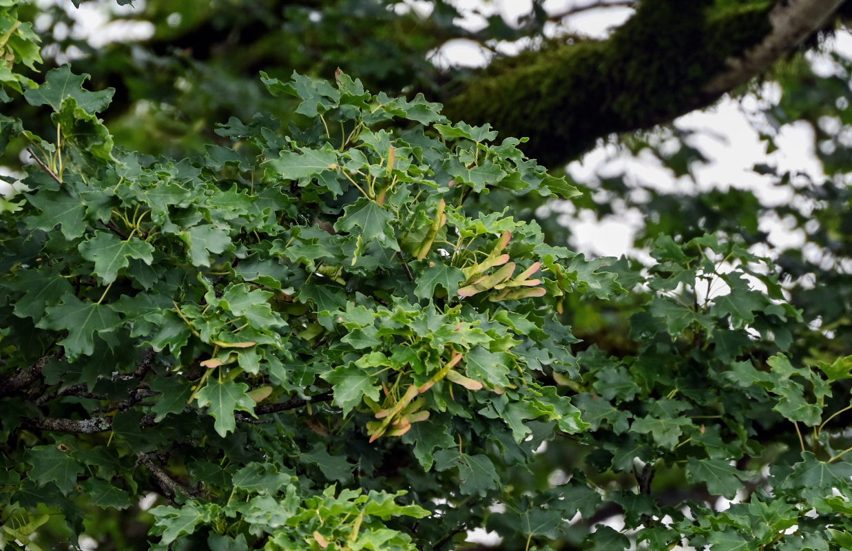 Image of Acer campestre specimen.