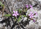 Saponaria ocymoides. Верхушка побега с соцветиями. Испания, автономное сообщество Каталония, провинция Жирона, комарка Сельва, муниципалитет Сускеда, комплекс «Святой Дом Фар» (Santuari de la Mare de Déu del Far), 1112 м н.у.м., среди блоков обнажения породы. 19.04.2024.