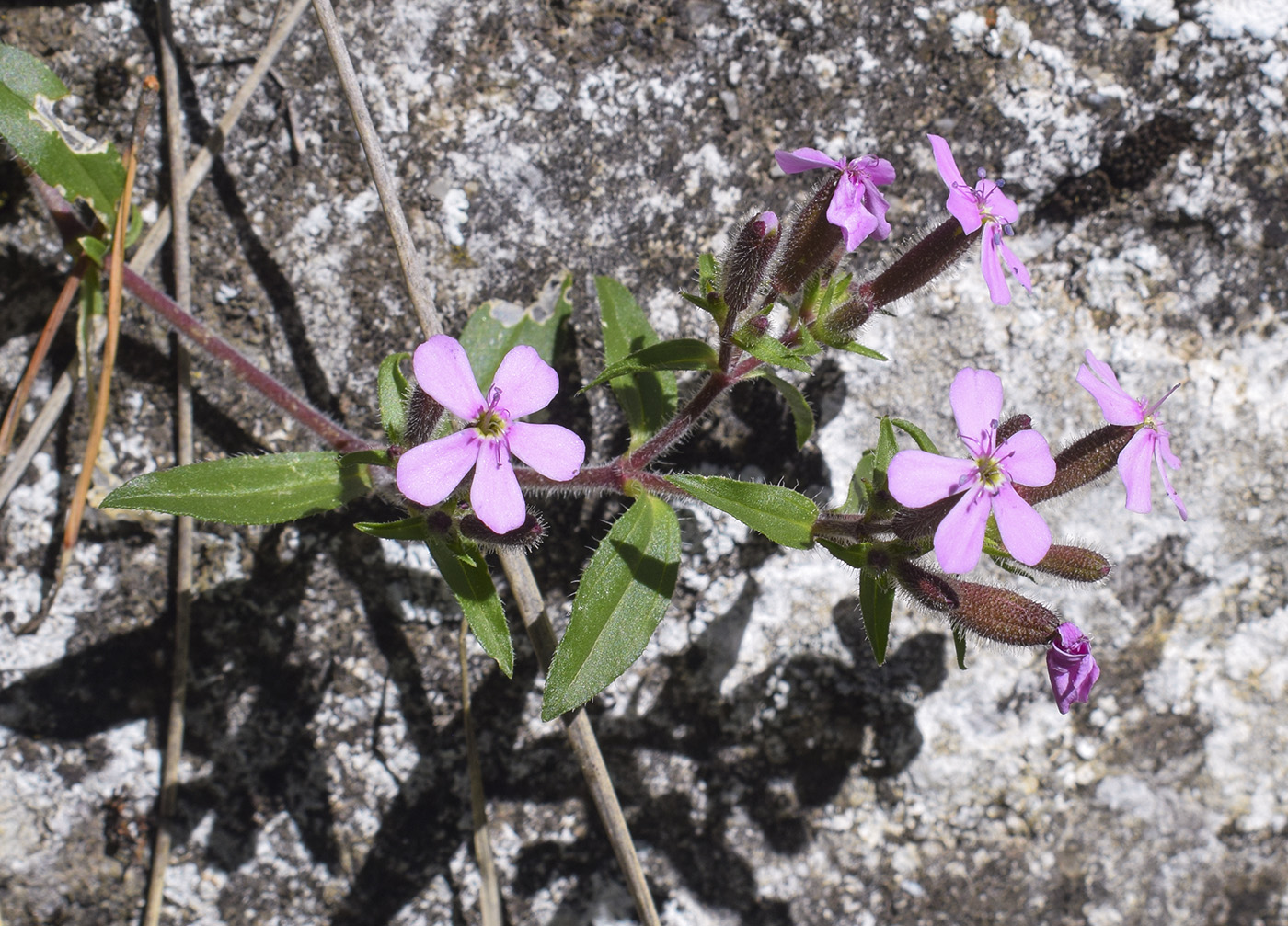 Image of Saponaria ocymoides specimen.