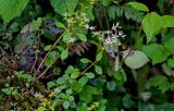 Sedum stoloniferum