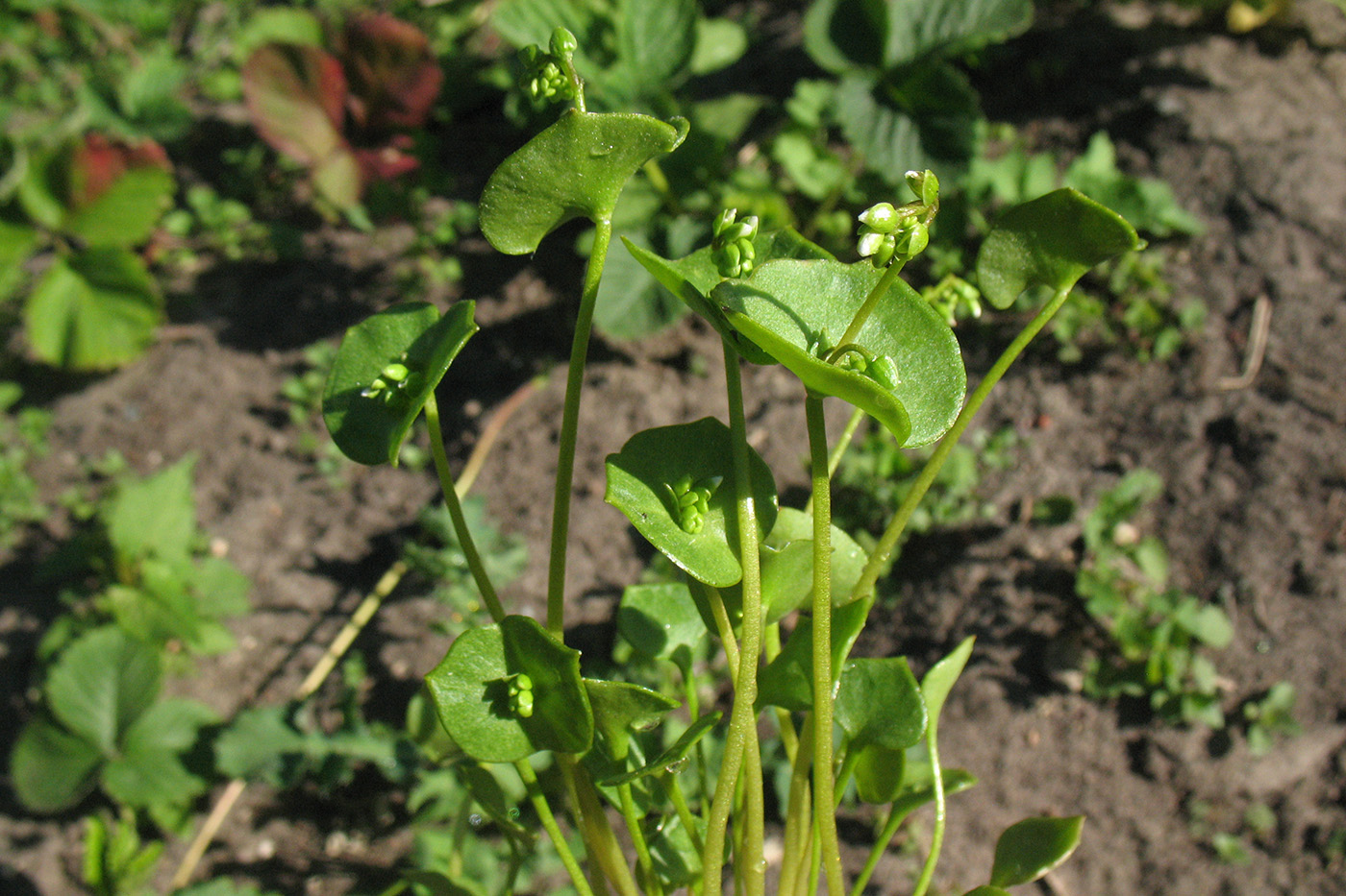 Image of Claytonia perfoliata specimen.