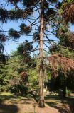 Araucaria bidwillii. Нижняя и средняя часть кроны дерева. Италия, обл. Лацио, г. Рим, Ботанический сад, в культуре. 9 июня 2017 г.