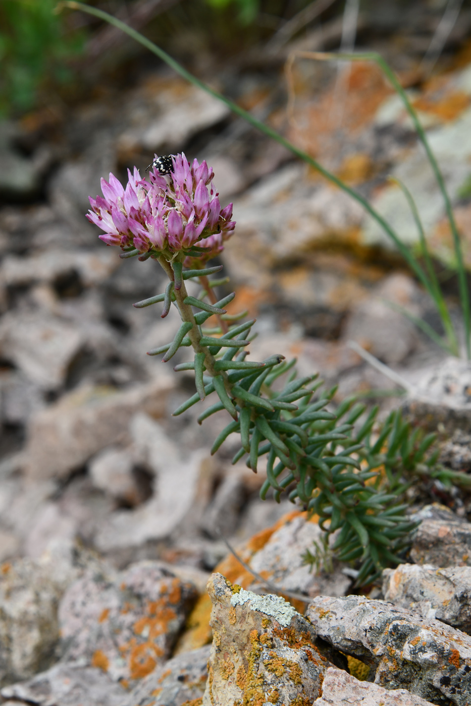 Image of Pseudosedum longidentatum specimen.