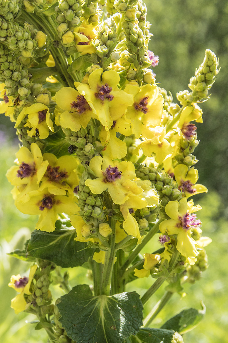 Изображение особи Verbascum pyramidatum.