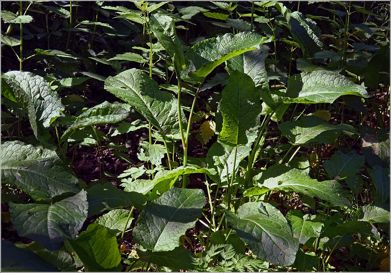 Image of Rumex obtusifolius specimen.