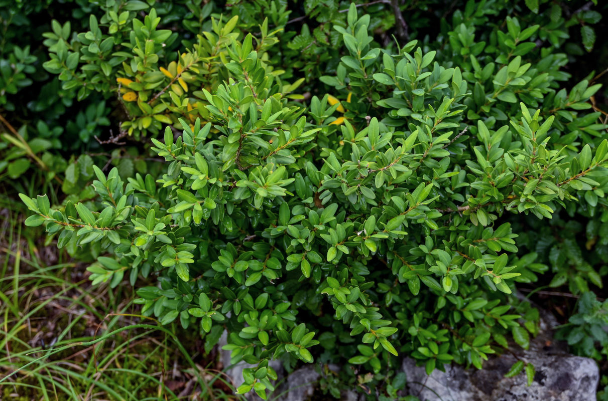 Image of Buxus colchica specimen.