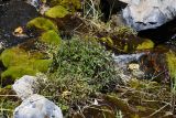 genus Epilobium