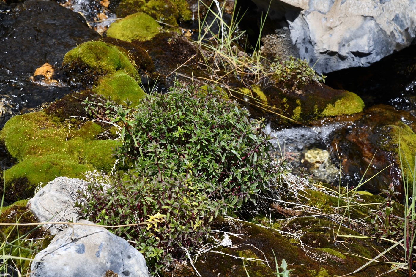 Изображение особи род Epilobium.