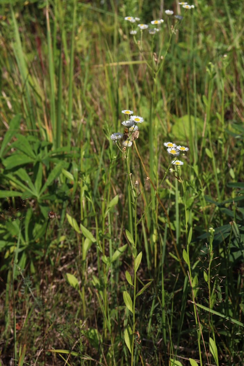 Image of Erigeron annuus specimen.