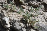 Astragalus ophiocarpus. Цветущее и плодоносящее растение. Таджикистан, Горно-Бадахшанская автономная обл., Ишкашимский р-н, Ишкашимский хр., дол. р. Памир, выс. ≈ 3800 м н.у.м., сухой каменистый склон. 3 июля 2024 г.