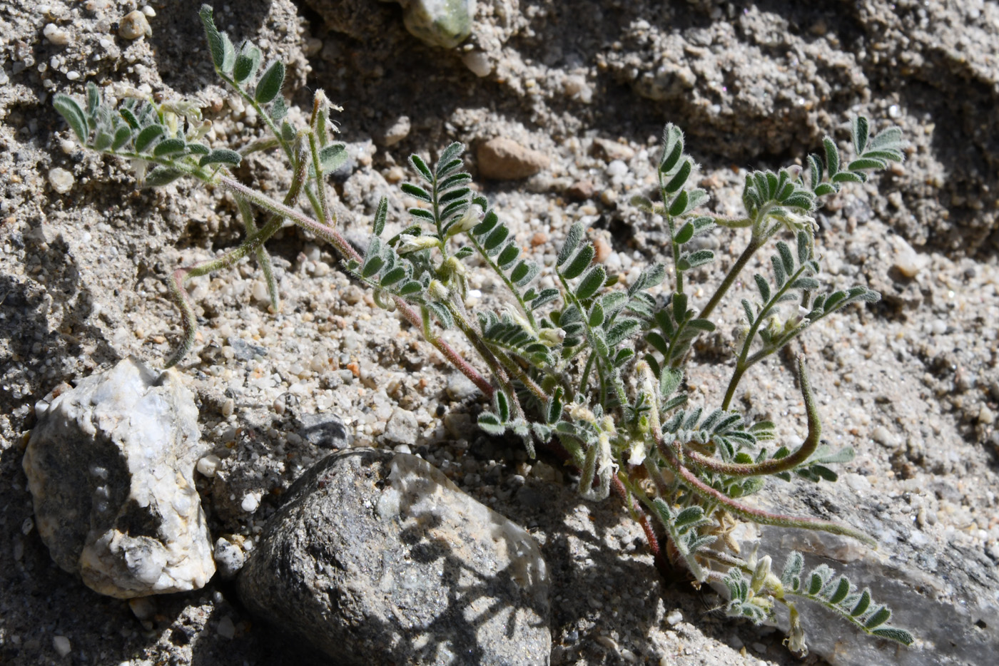 Image of Astragalus ophiocarpus specimen.