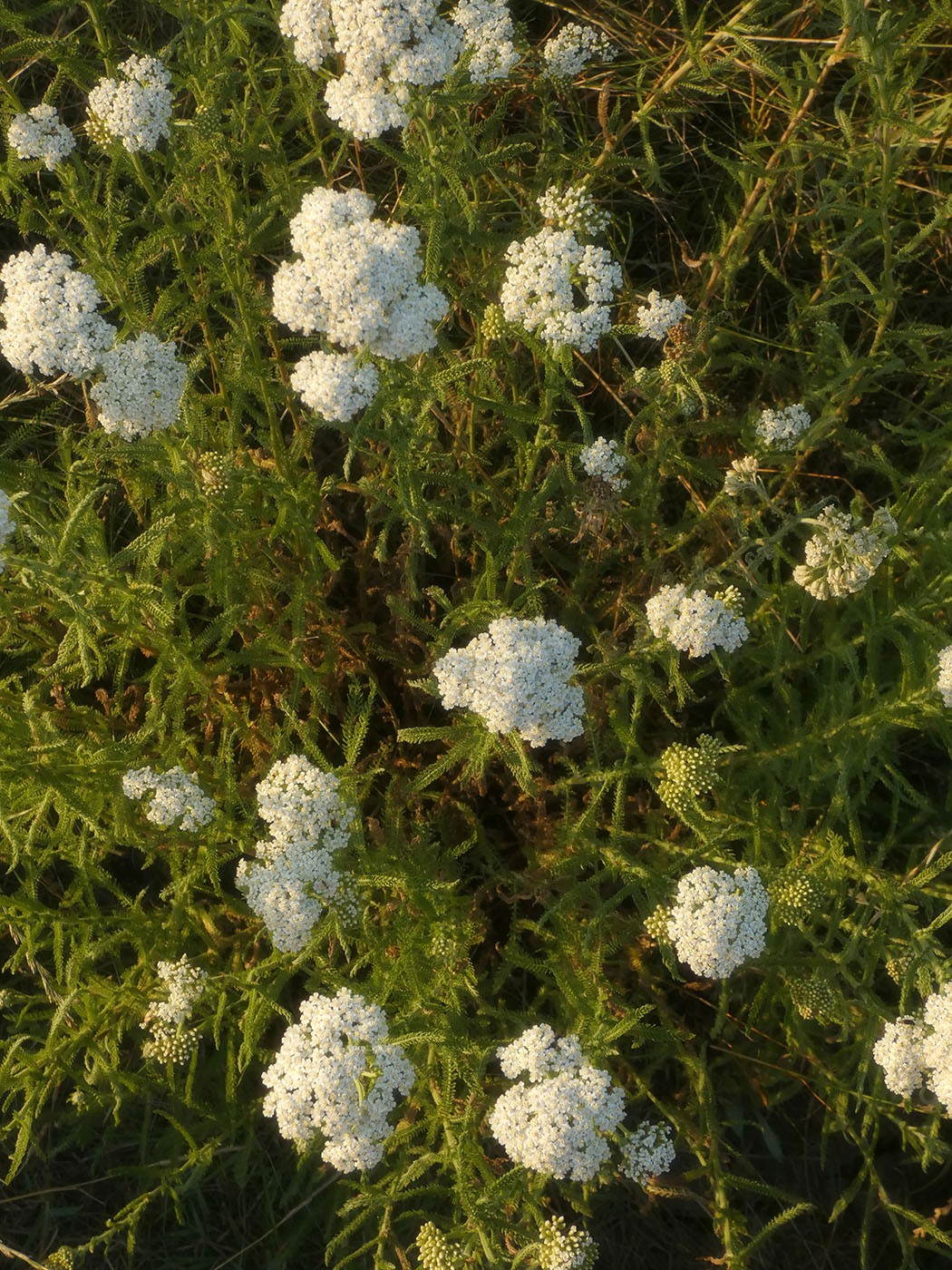 Изображение особи род Achillea.