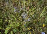 Eryngium planum. Цветущее растение. Липецкая обл., Данковский р-н, окр. ур. Осиновский лес, пойменный луг. 1 августа 2024 г.