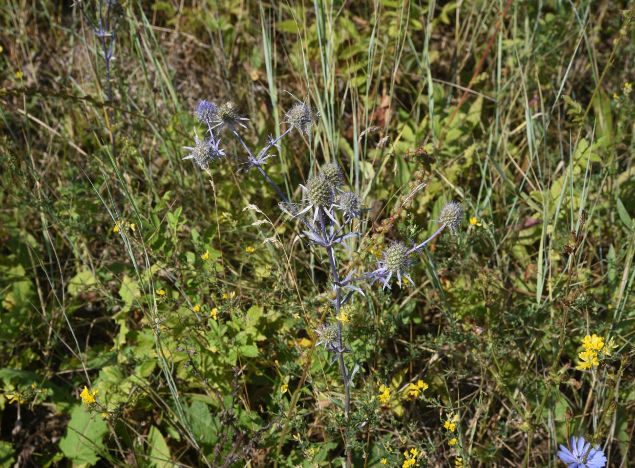 Изображение особи Eryngium planum.