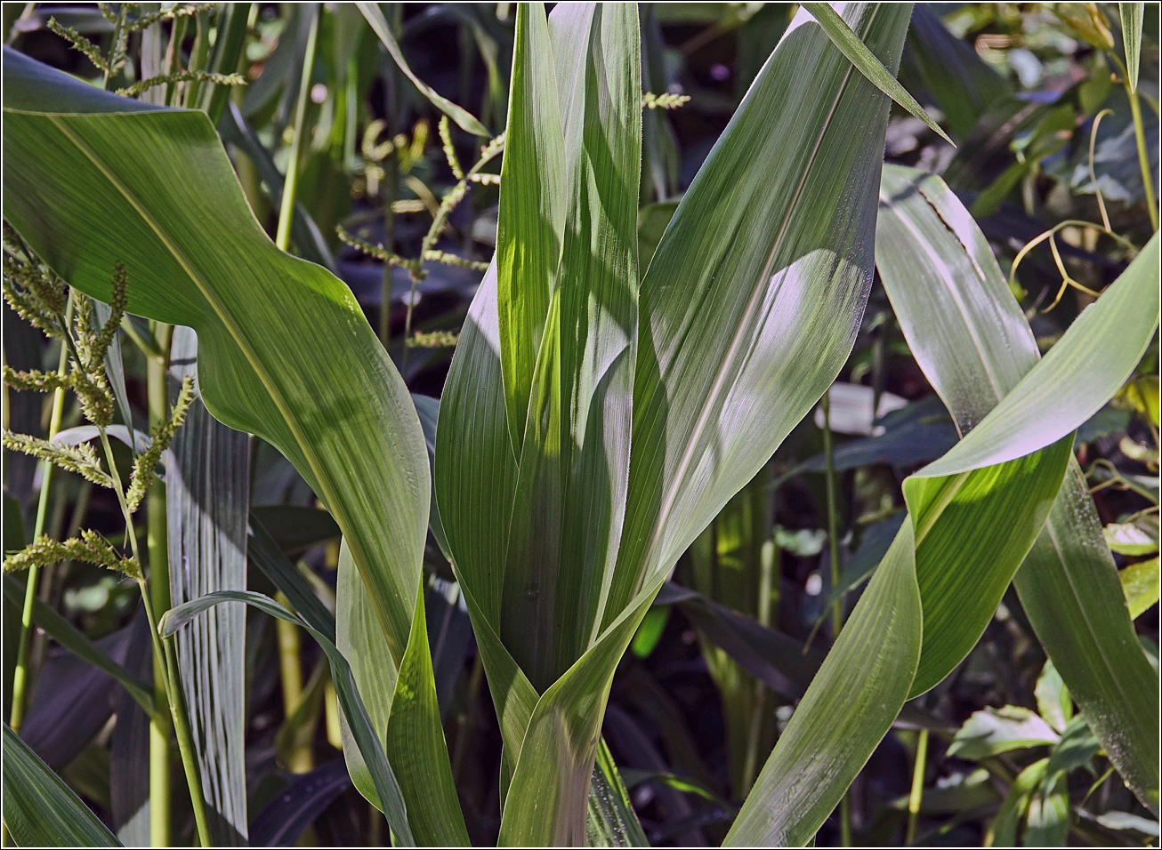 Image of Zea mays specimen.