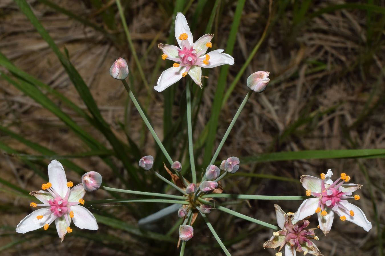 Image of Butomus umbellatus specimen.