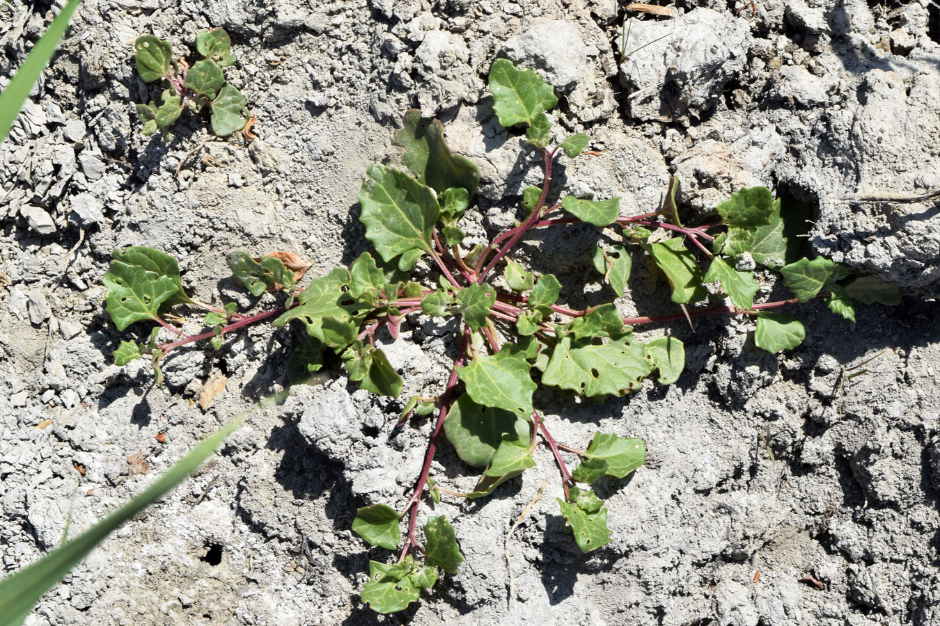 Изображение особи семейство Chenopodiaceae.