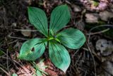 Paris quadrifolia. Верхушка цветущего растения. Вологодская обл., Вологодский р-н, окр. дер. Кирики-Улита, смешанный лес. 14.07.2024.