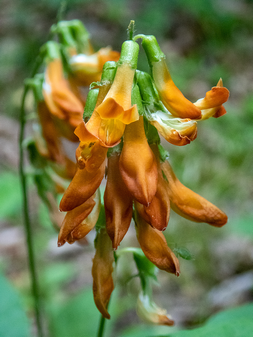 Изображение особи Lathyrus aureus.