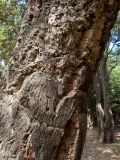 Quercus suber. Кора в средней части ствола. Крым, Южный Берег, городской округ Ялта, Массандровский парк. 29.05.2024.