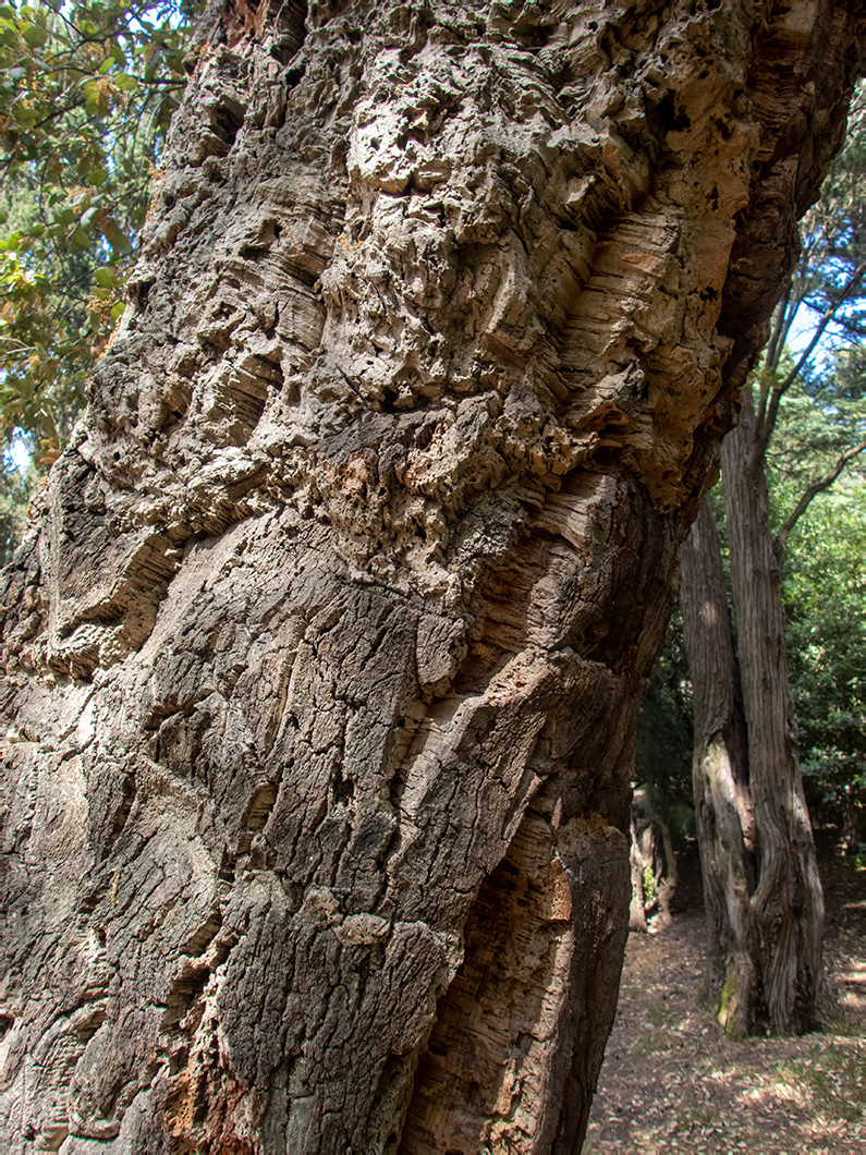 Image of Quercus suber specimen.