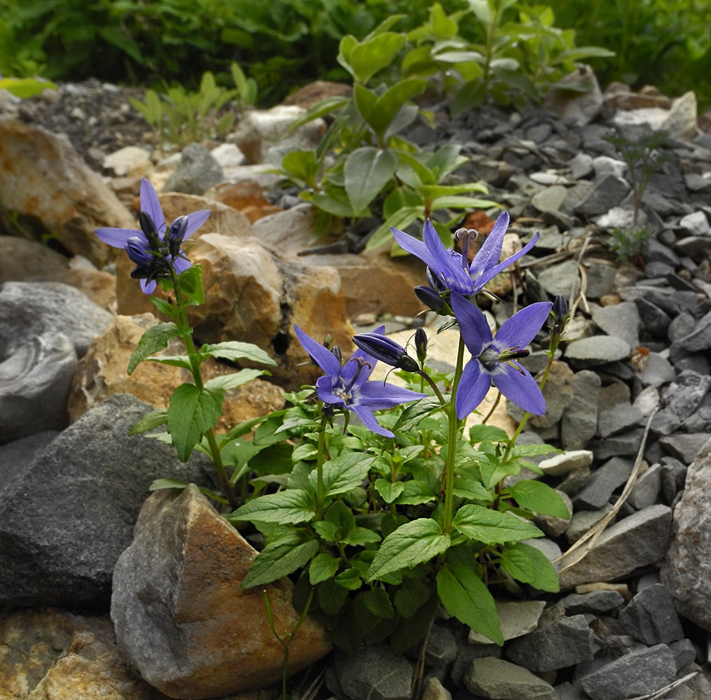 Изображение особи Popoviocodonia stenocarpa.