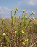 View full-size image Galatella biflora