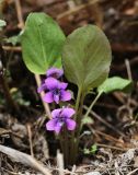 View full-size image Viola primorskajensis