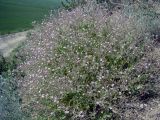 Смотреть изображение Bolbosaponaria fedtschenkoana