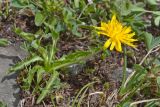 View full-size image genus Taraxacum