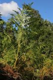 View full-size image Pteridium pinetorum