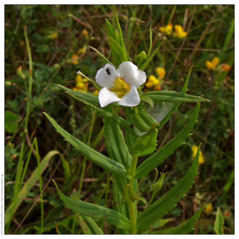 Изображение особи Gratiola officinalis.