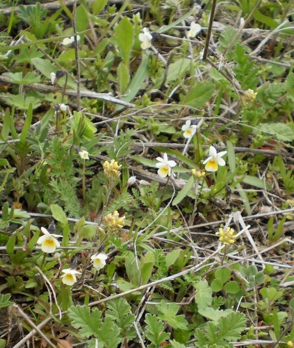 Изображение особи Viola arvensis.