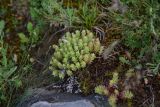 View full-size image genus Sedum