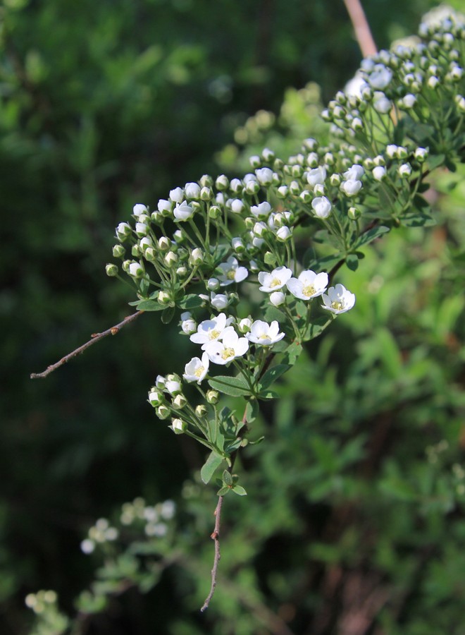 Image of Spiraea × cinerea specimen.