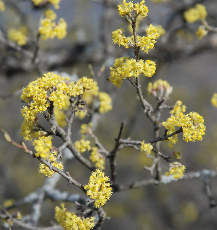 Изображение особи Cornus mas.