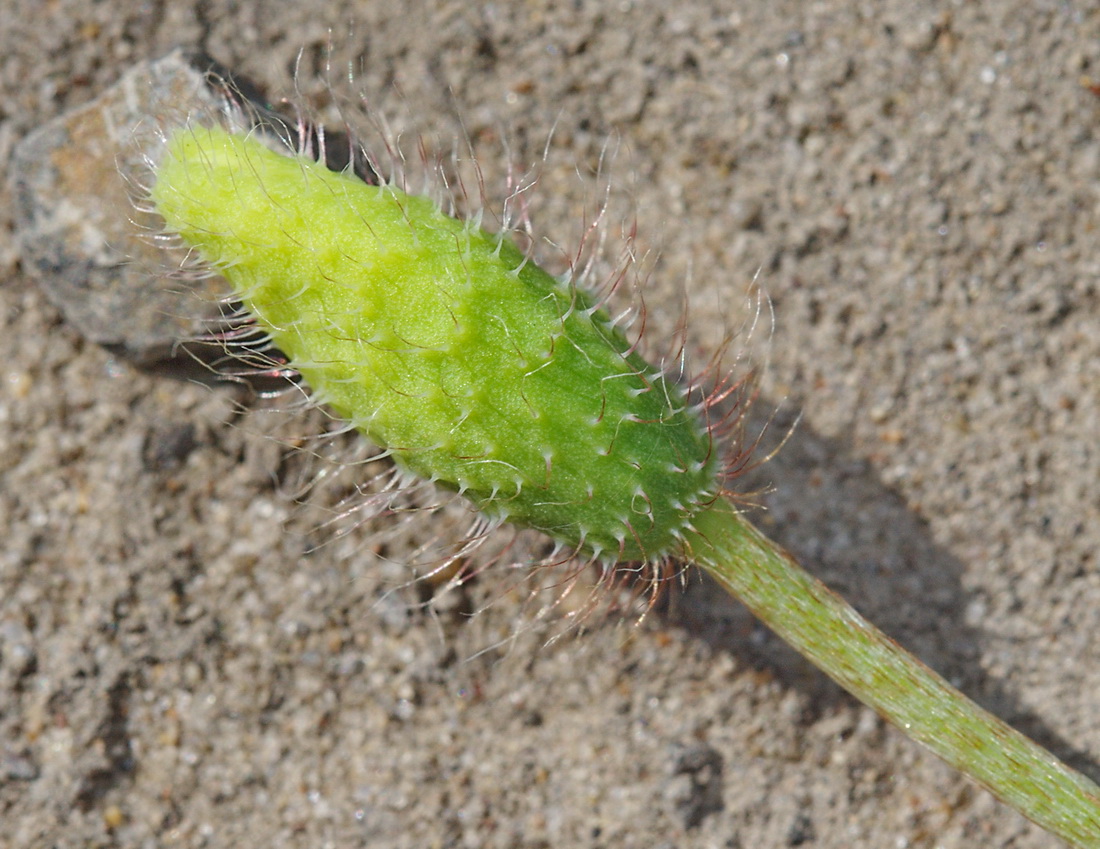 Изображение особи Papaver stevenianum.