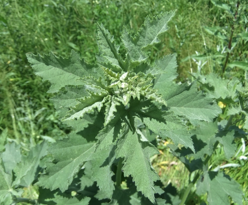 Image of genus Althaea specimen.