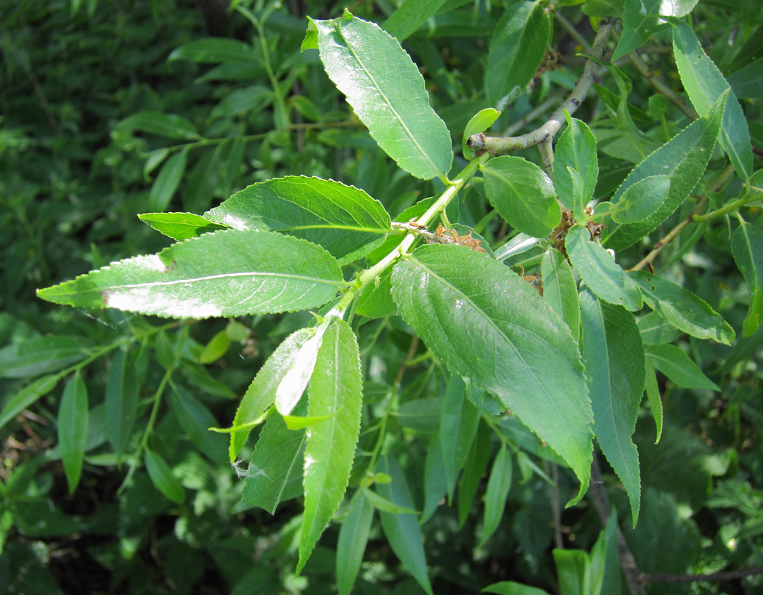 Image of Salix &times; meyeriana specimen.