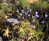 Pinguicula vulgaris