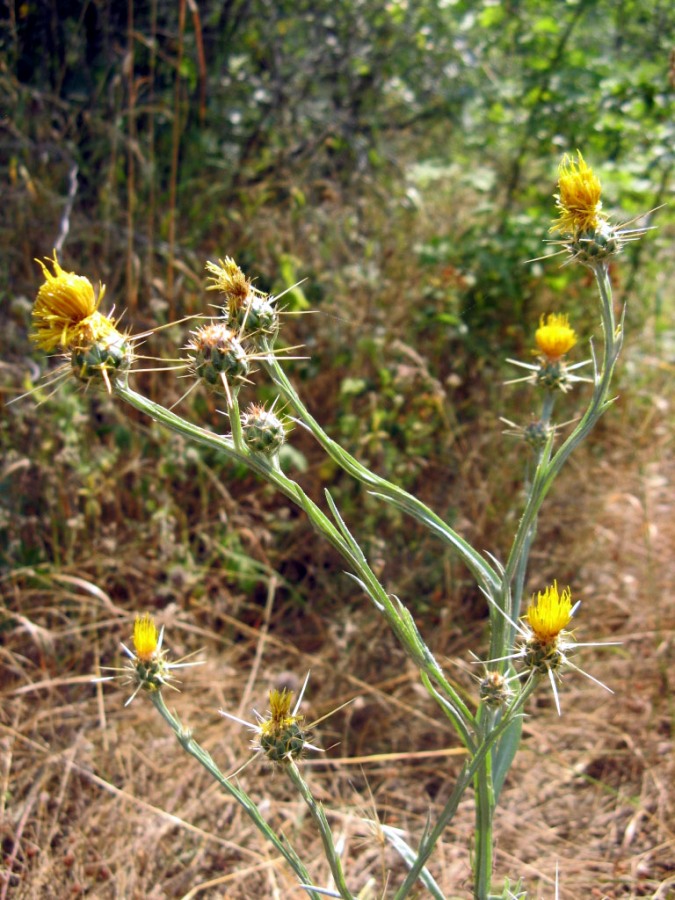 Изображение особи Centaurea solstitialis.