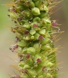 Setaria pumila