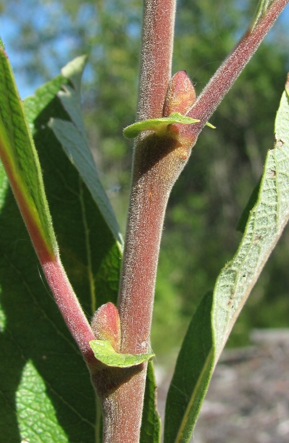 Image of Salix cinerea specimen.