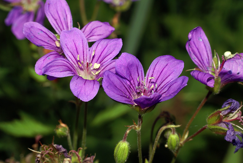 Изображение особи Geranium sylvaticum.