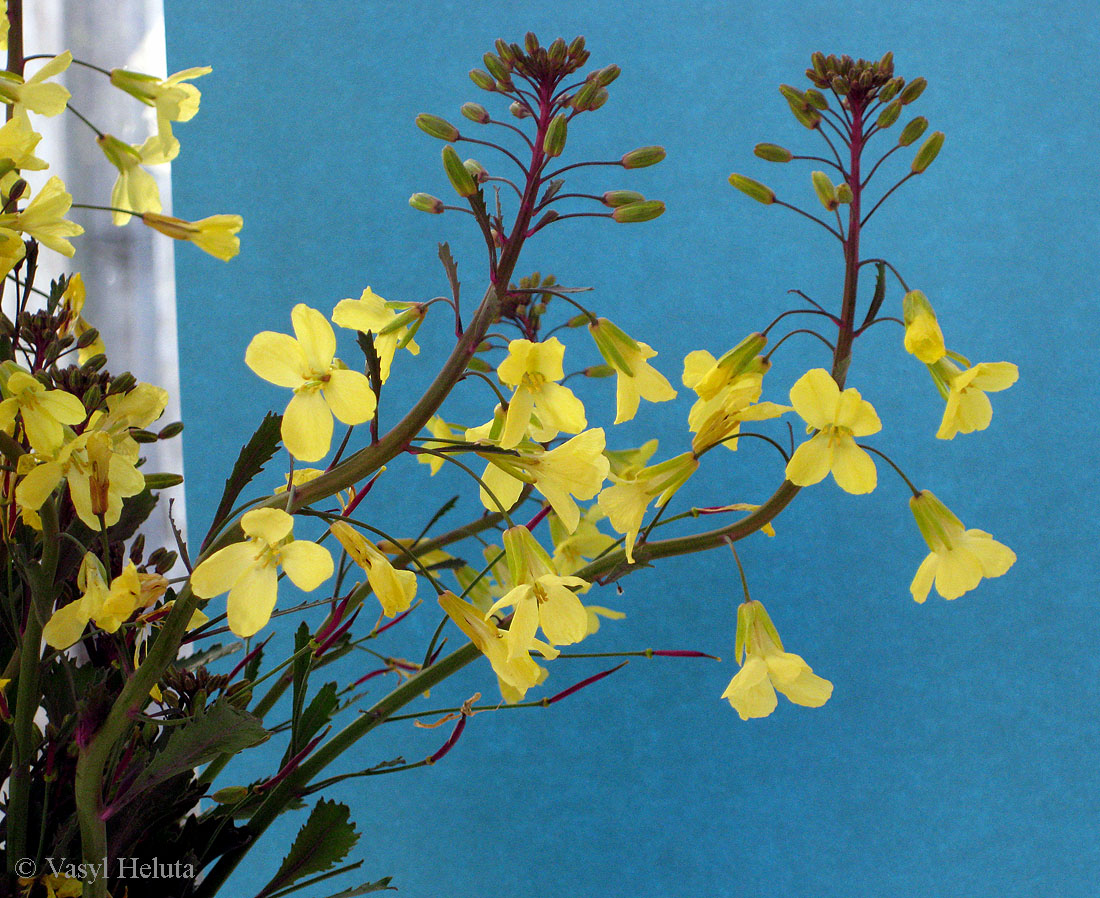 Image of Brassica oleracea var. viridis specimen.