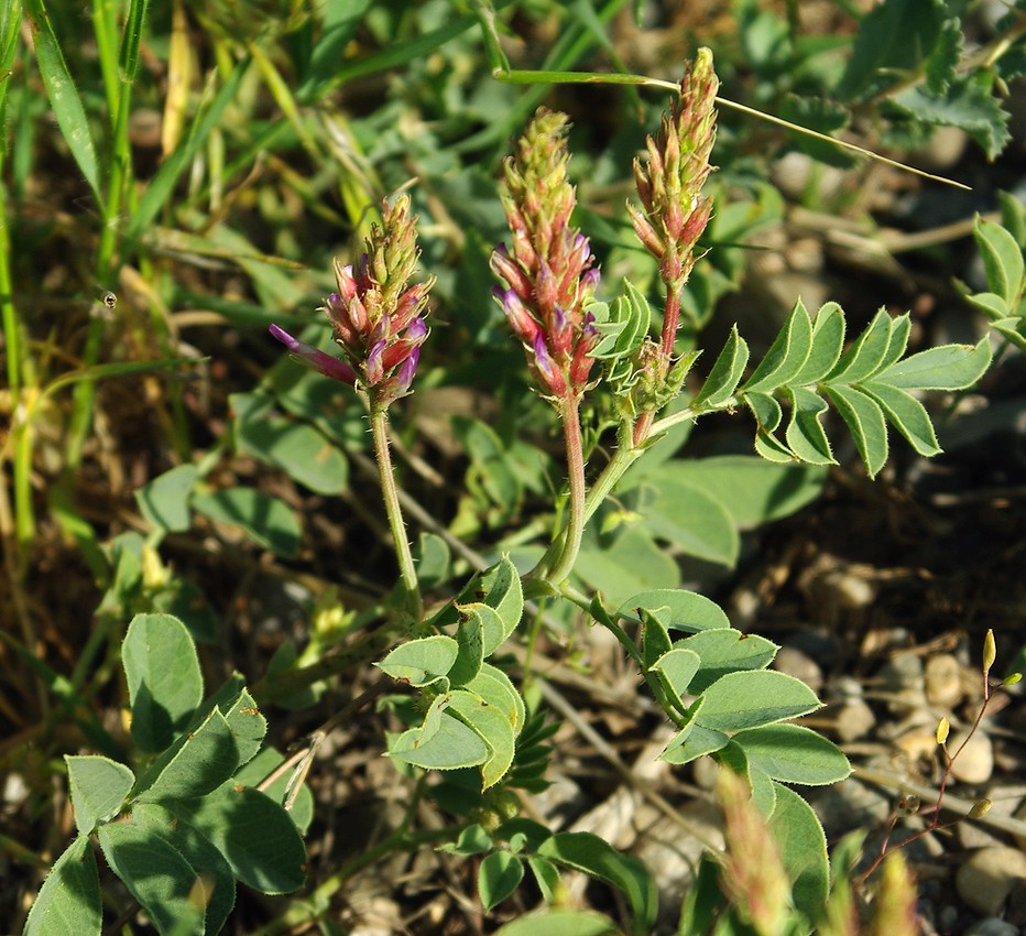 Изображение особи Glycyrrhiza aspera.